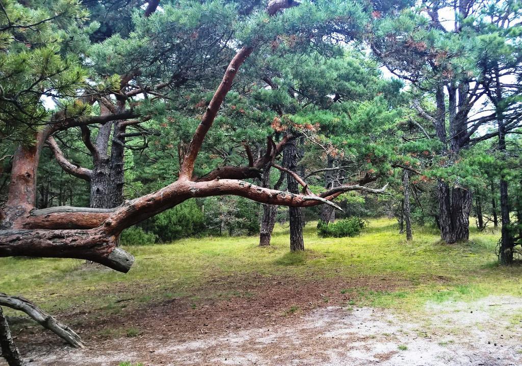 Roberto Apartamentai Palanga Exteriör bild